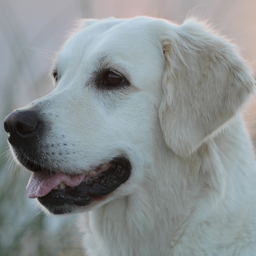 Aurelie von der Lbbelau (Tippi)