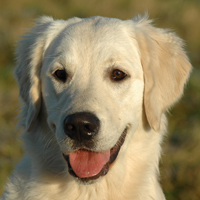 Aurelie von der Lbbelau (Tippi)